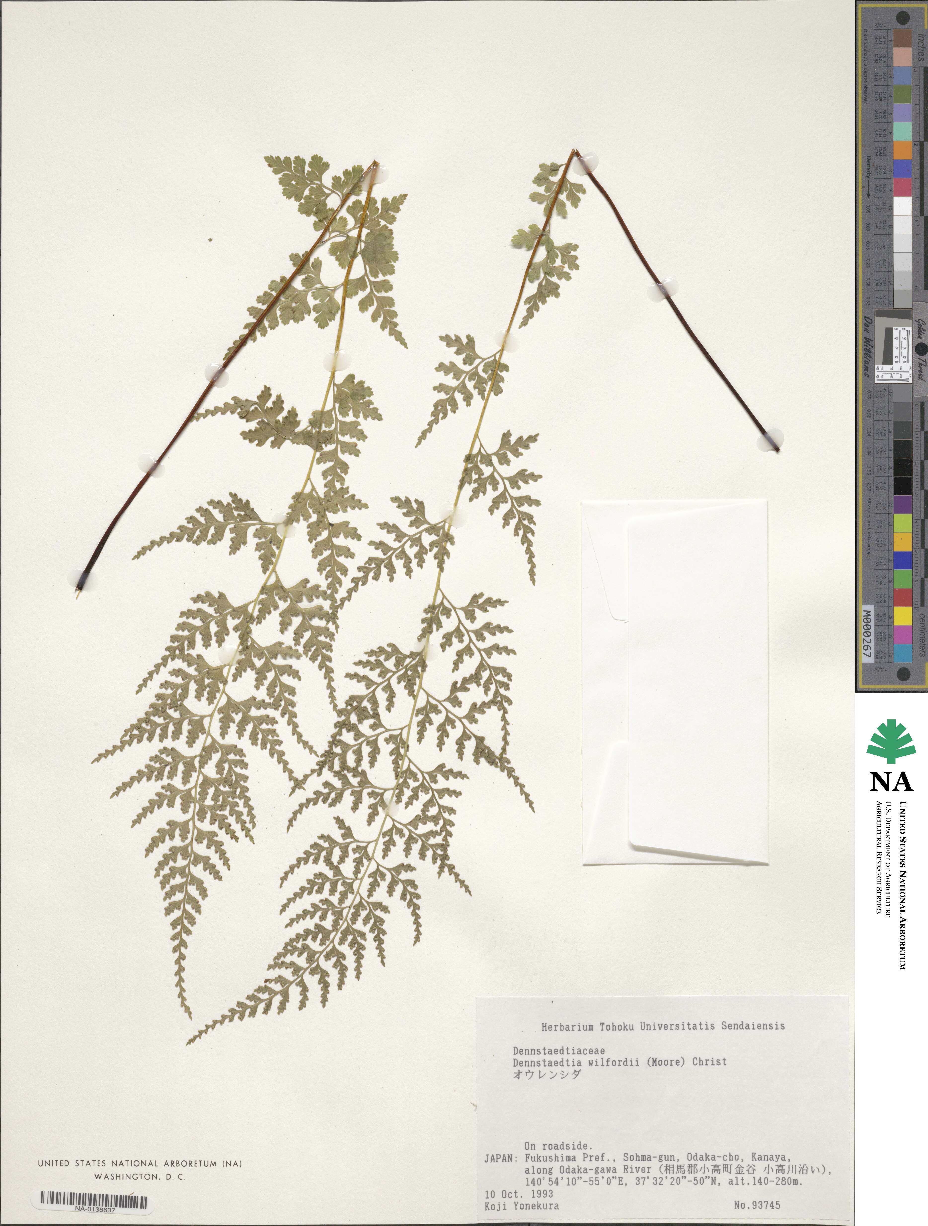 Dennstaedtia wilfordii image