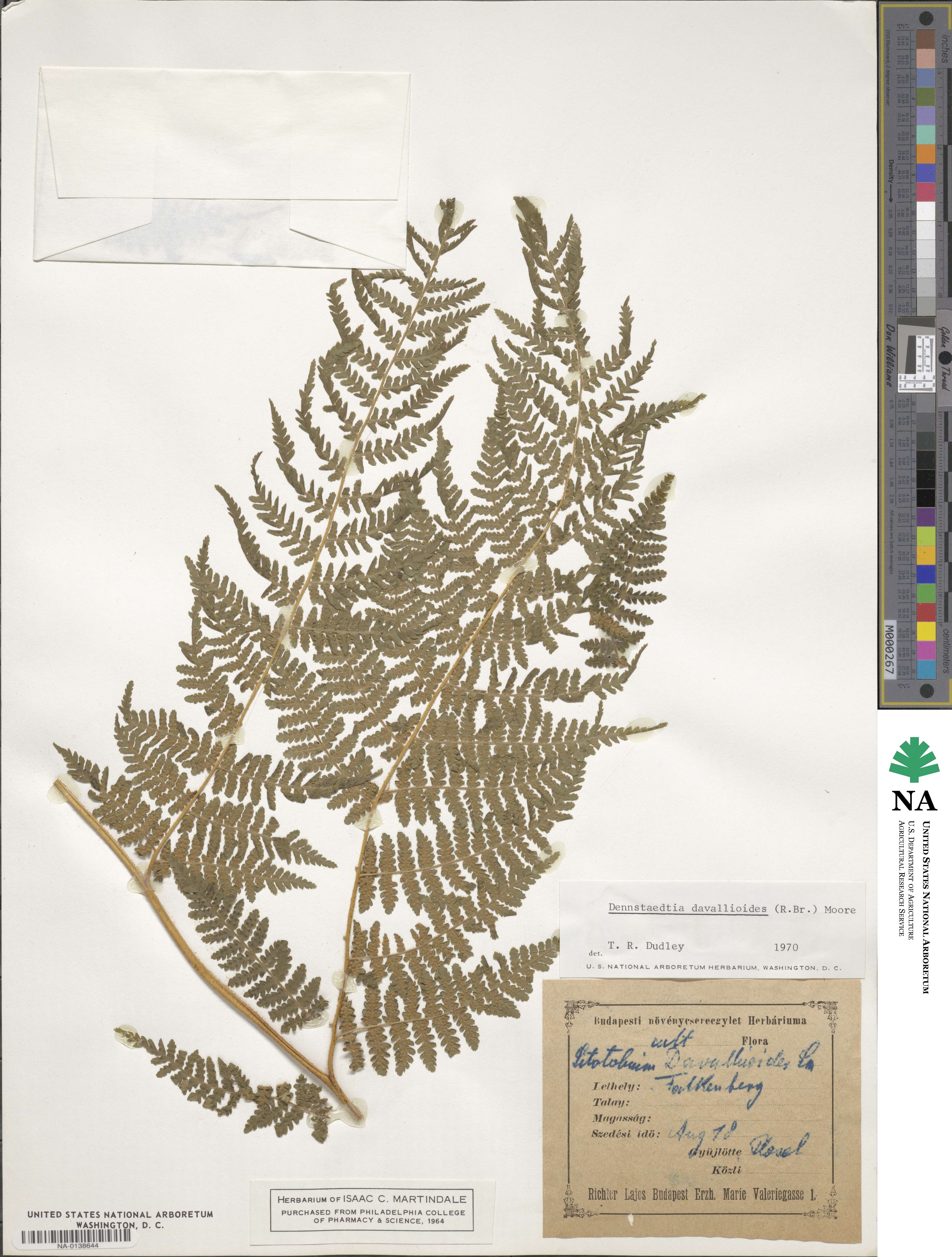Dennstaedtia davallioides image