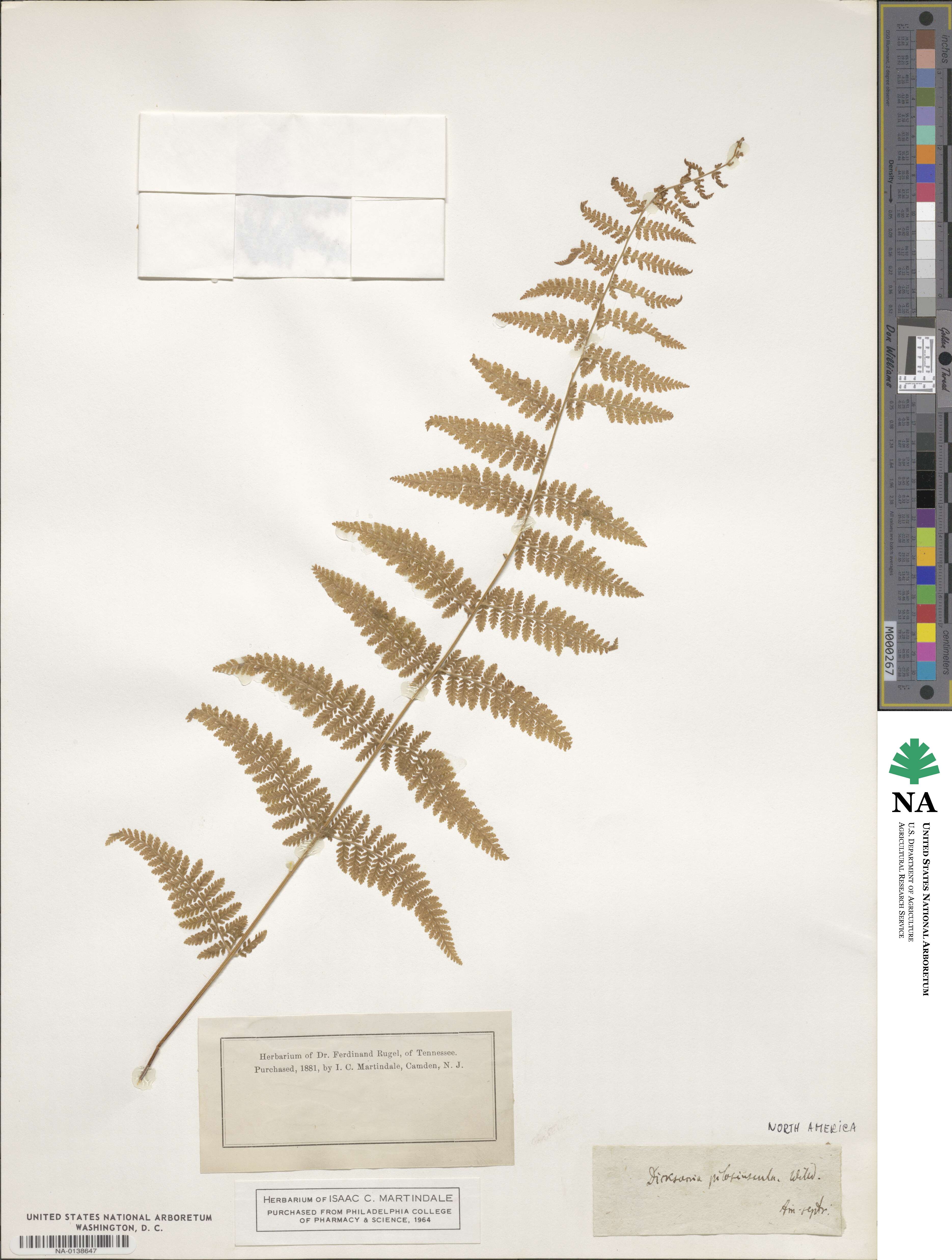 Dennstaedtia cicutaria image