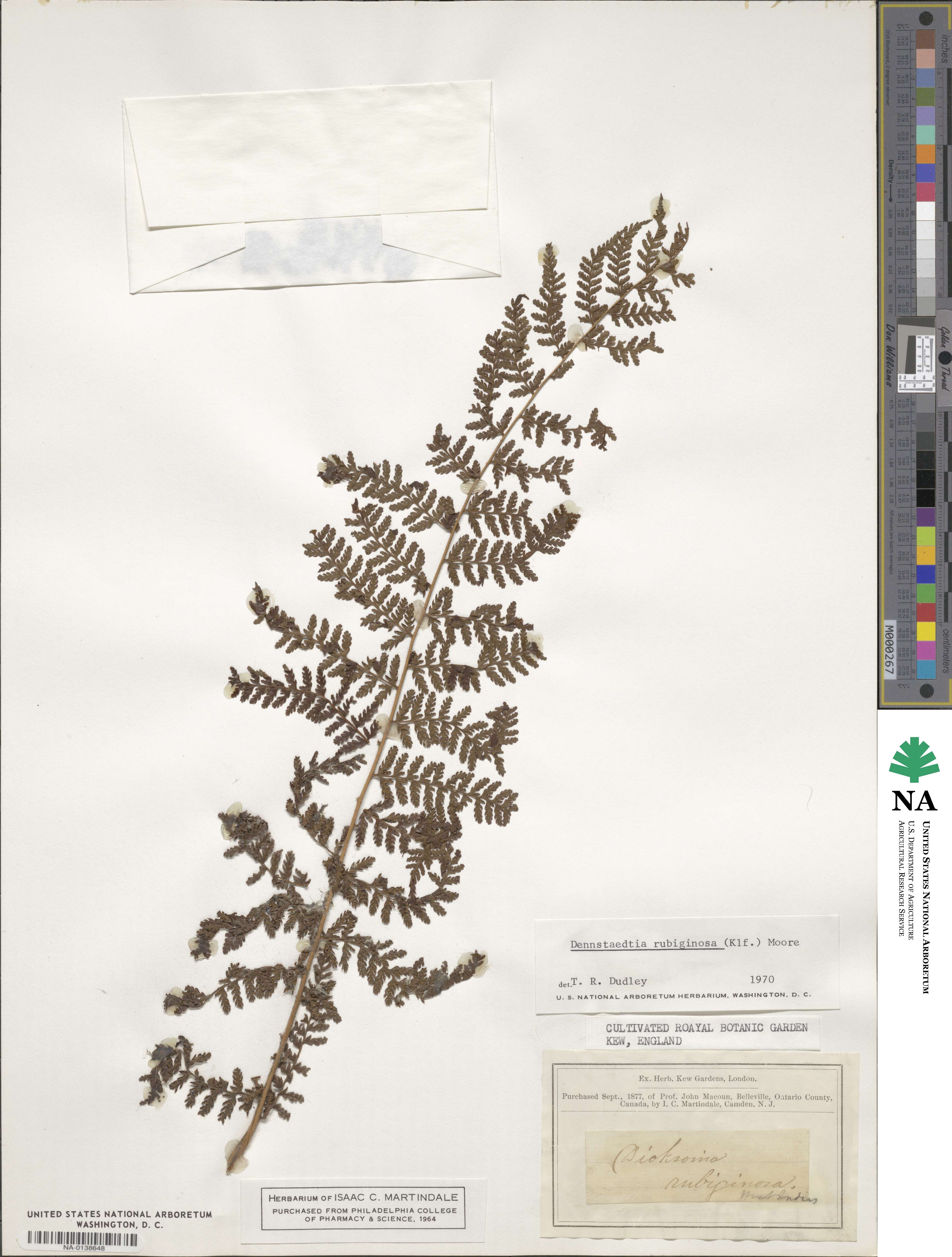 Dennstaedtia cicutaria image