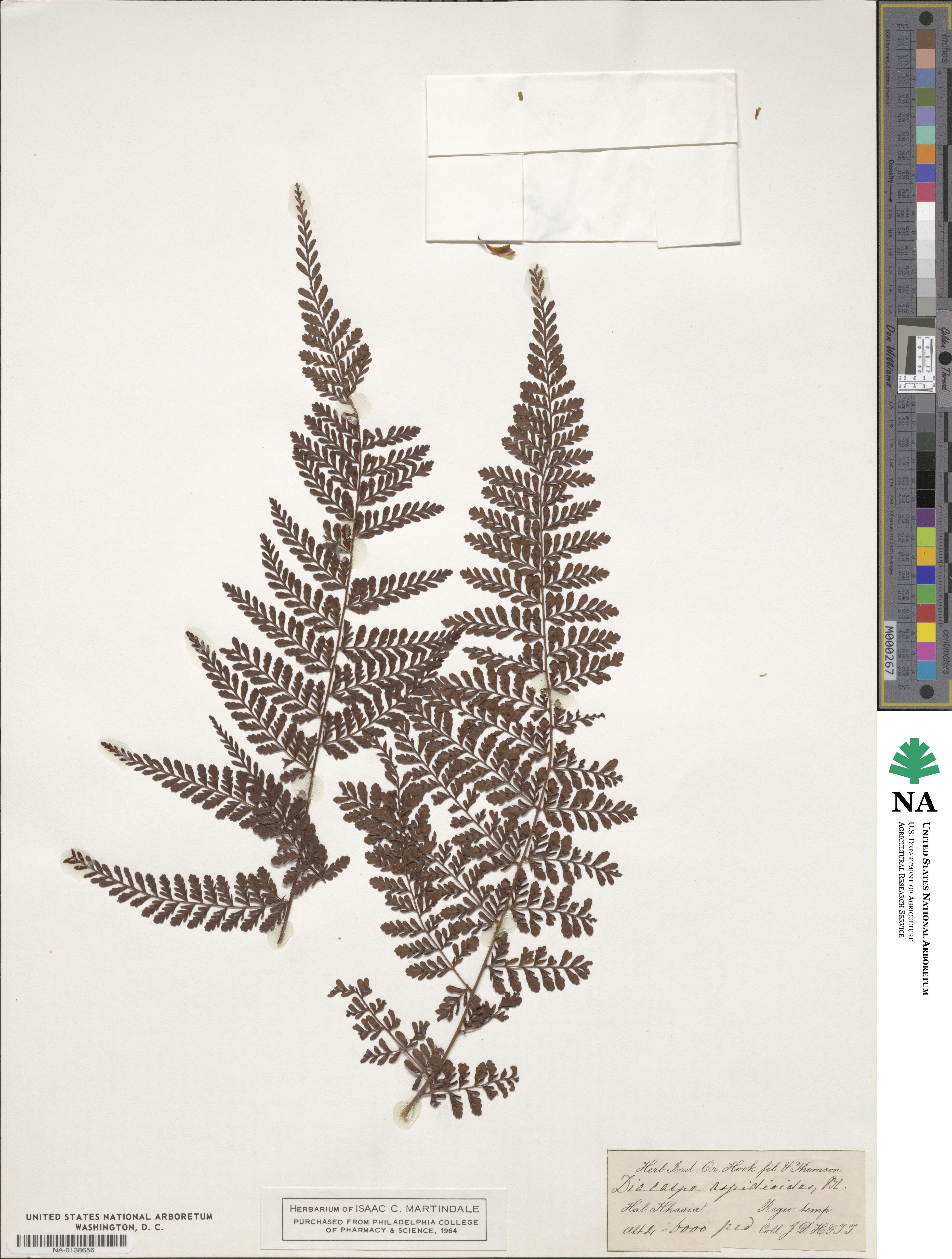 Dryopteris pseudocaenopteris image