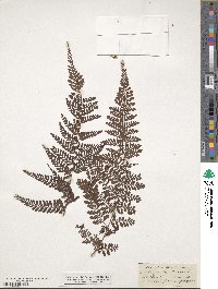 Dryopteris pseudocaenopteris image