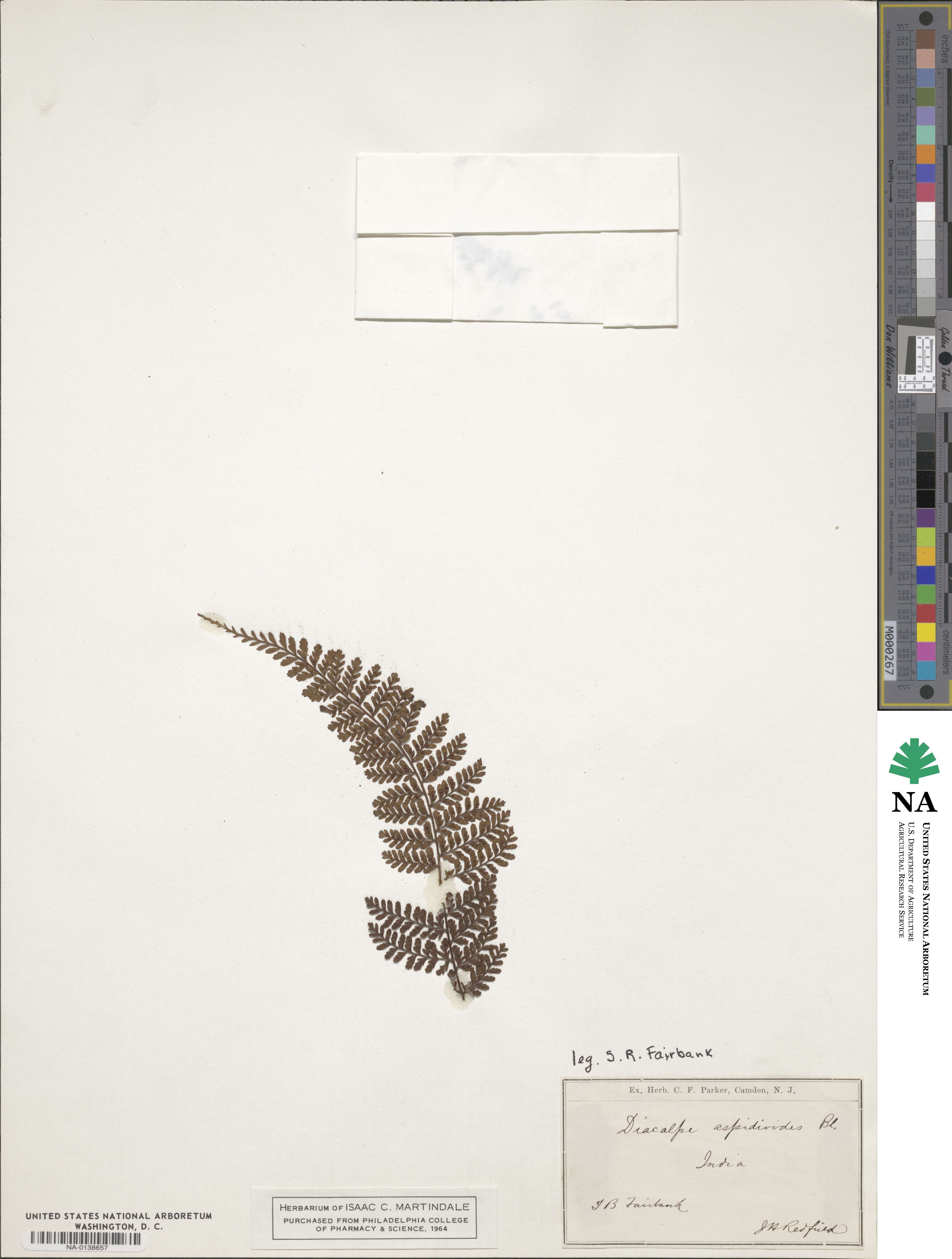 Dryopteris pseudocaenopteris image