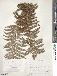 Image of Dicksonia karsteniana