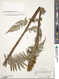 Dicksonia karsteniana image