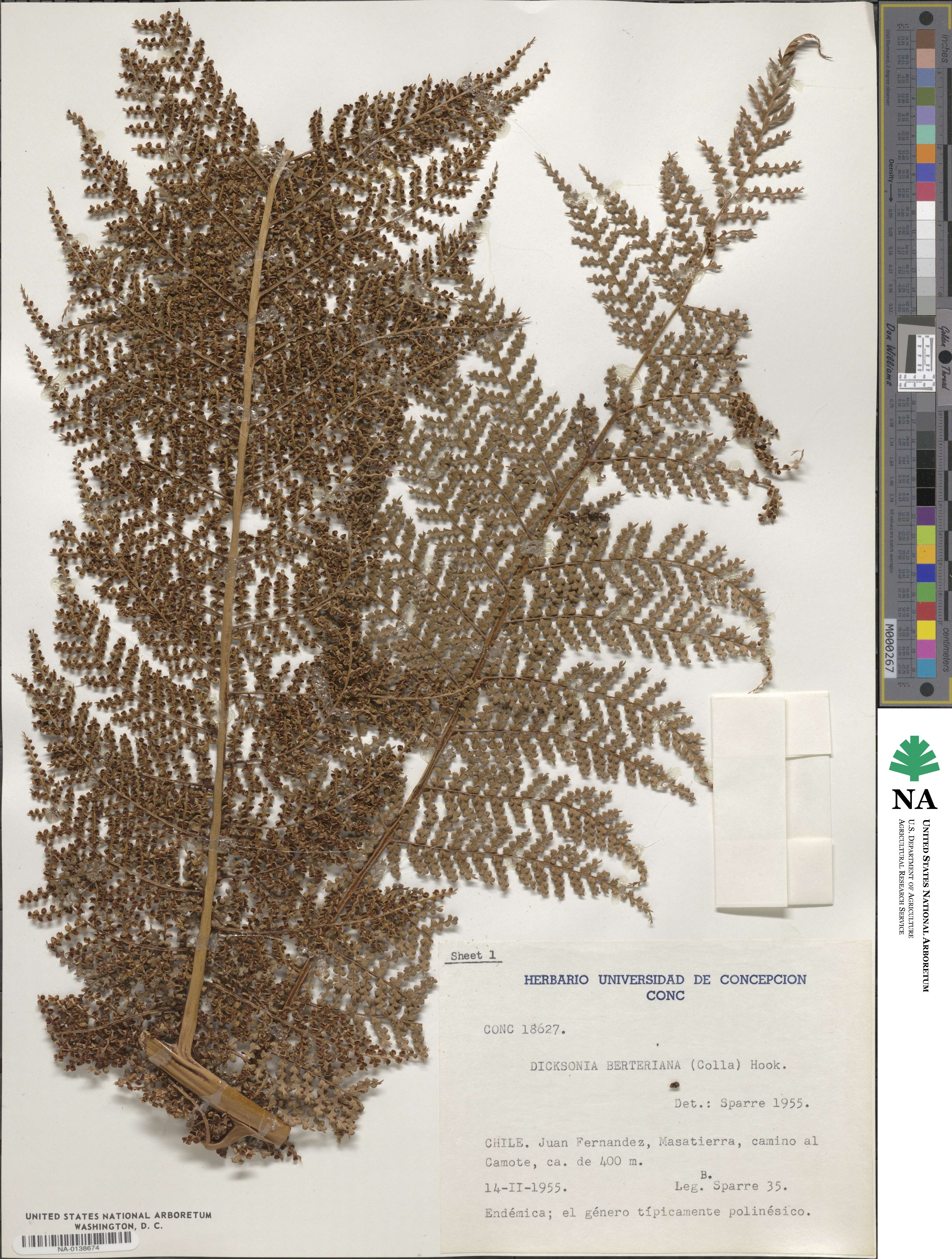 Dicksoniaceae image