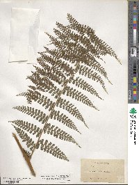 Dicksonia cicutaria image