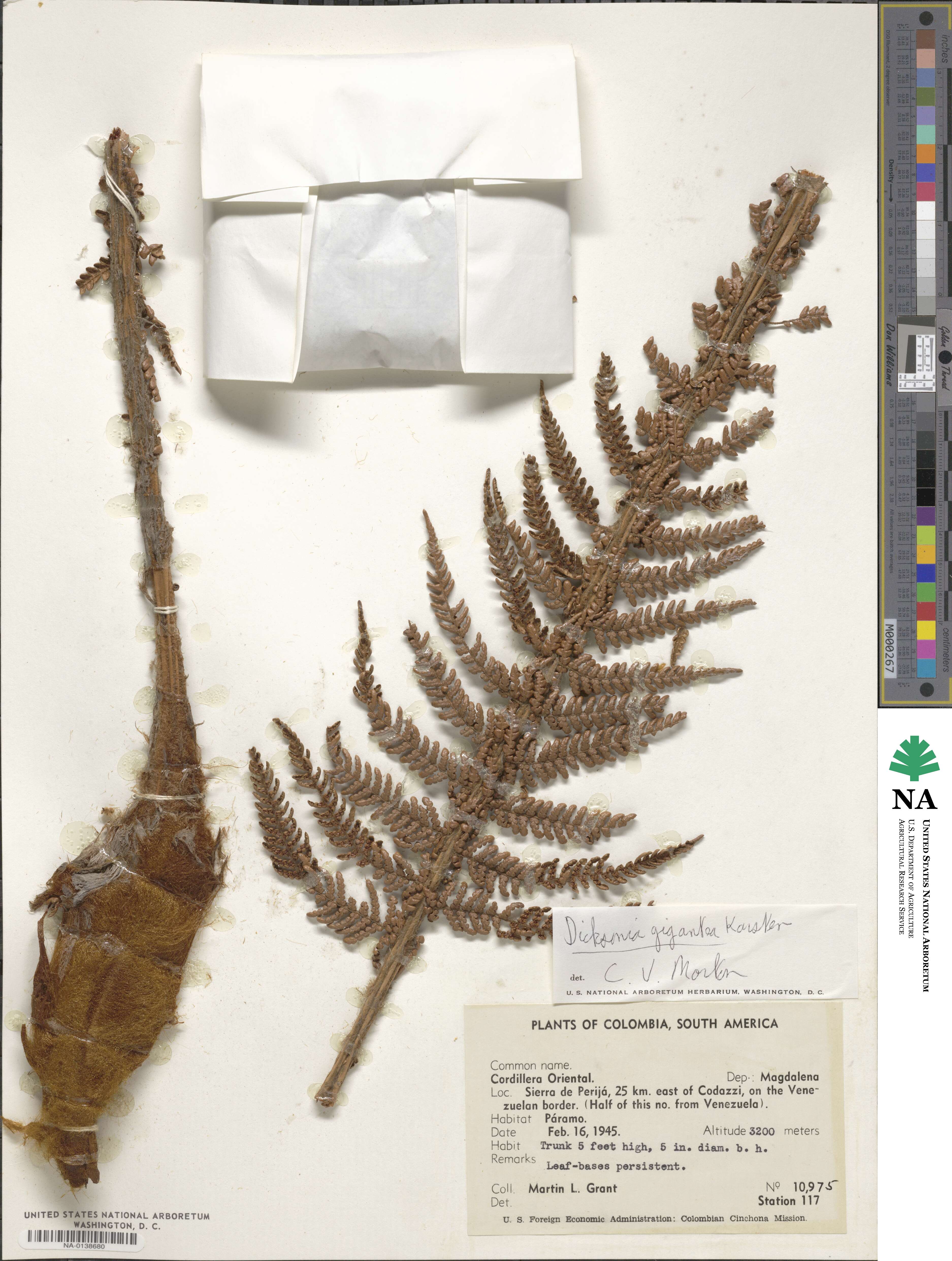 Dicksonia karsteniana image