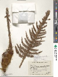 Dicksonia karsteniana image