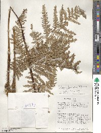 Dicksonia karsteniana image