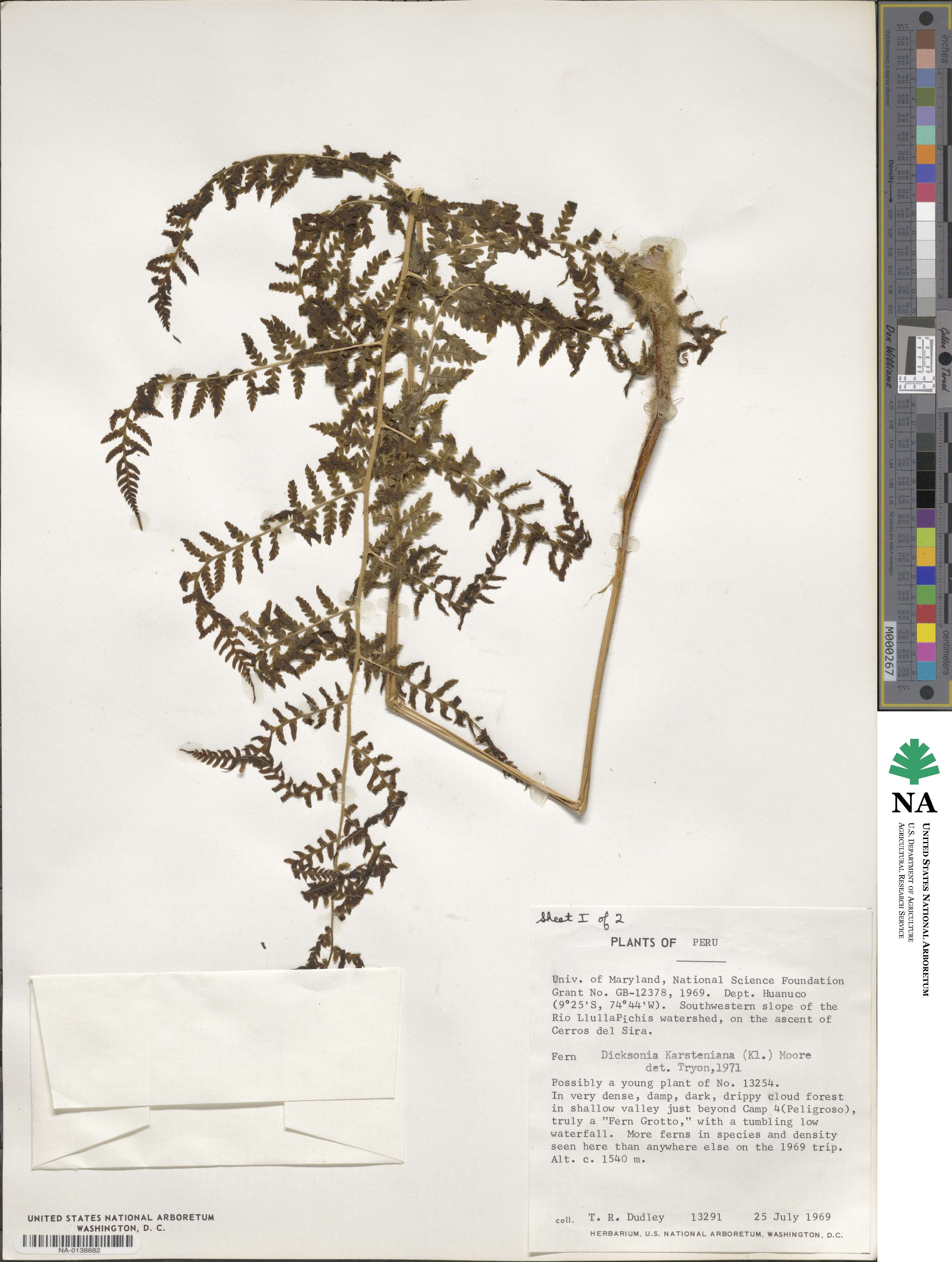 Dicksonia karsteniana image