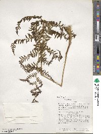 Dicksonia karsteniana image