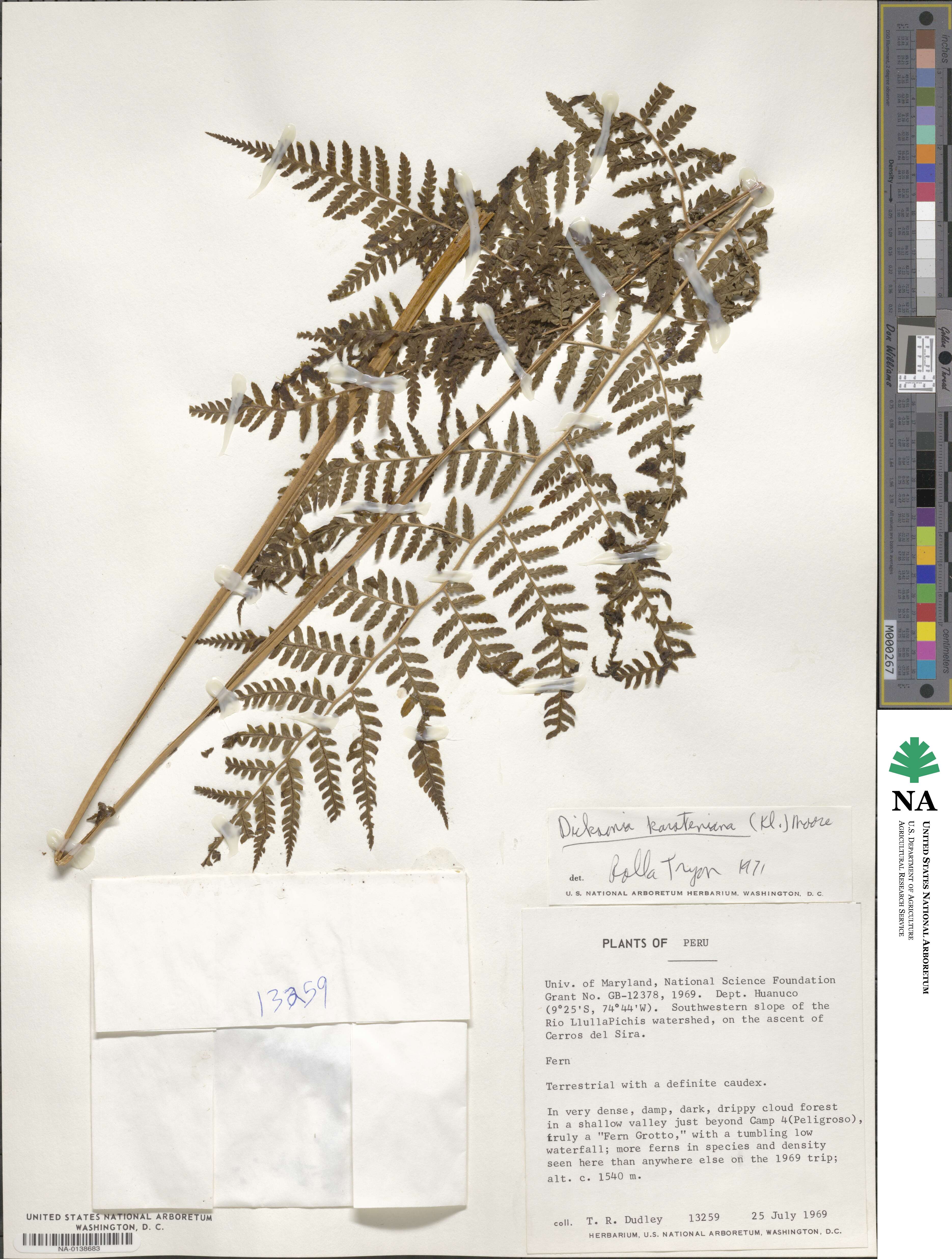 Dicksonia karsteniana image