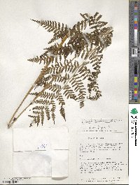 Dicksonia karsteniana image