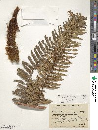 Dicksonia karsteniana image