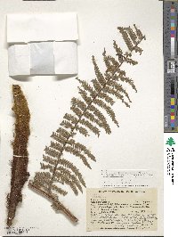 Dicksonia karsteniana image