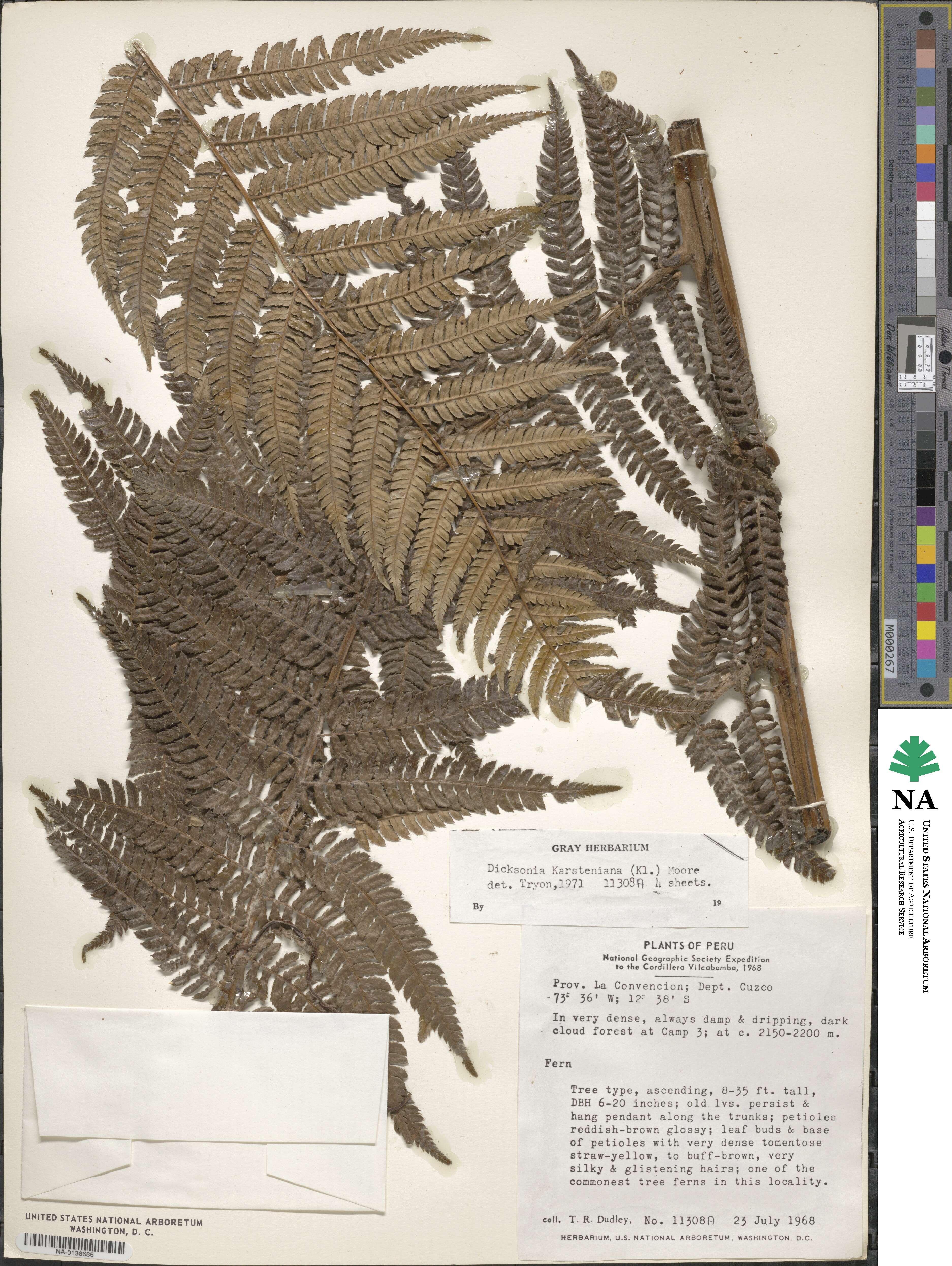 Dicksonia karsteniana image