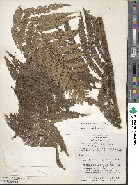 Dicksonia karsteniana image