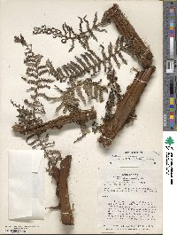 Dicksonia karsteniana image