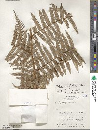 Dicksonia karsteniana image