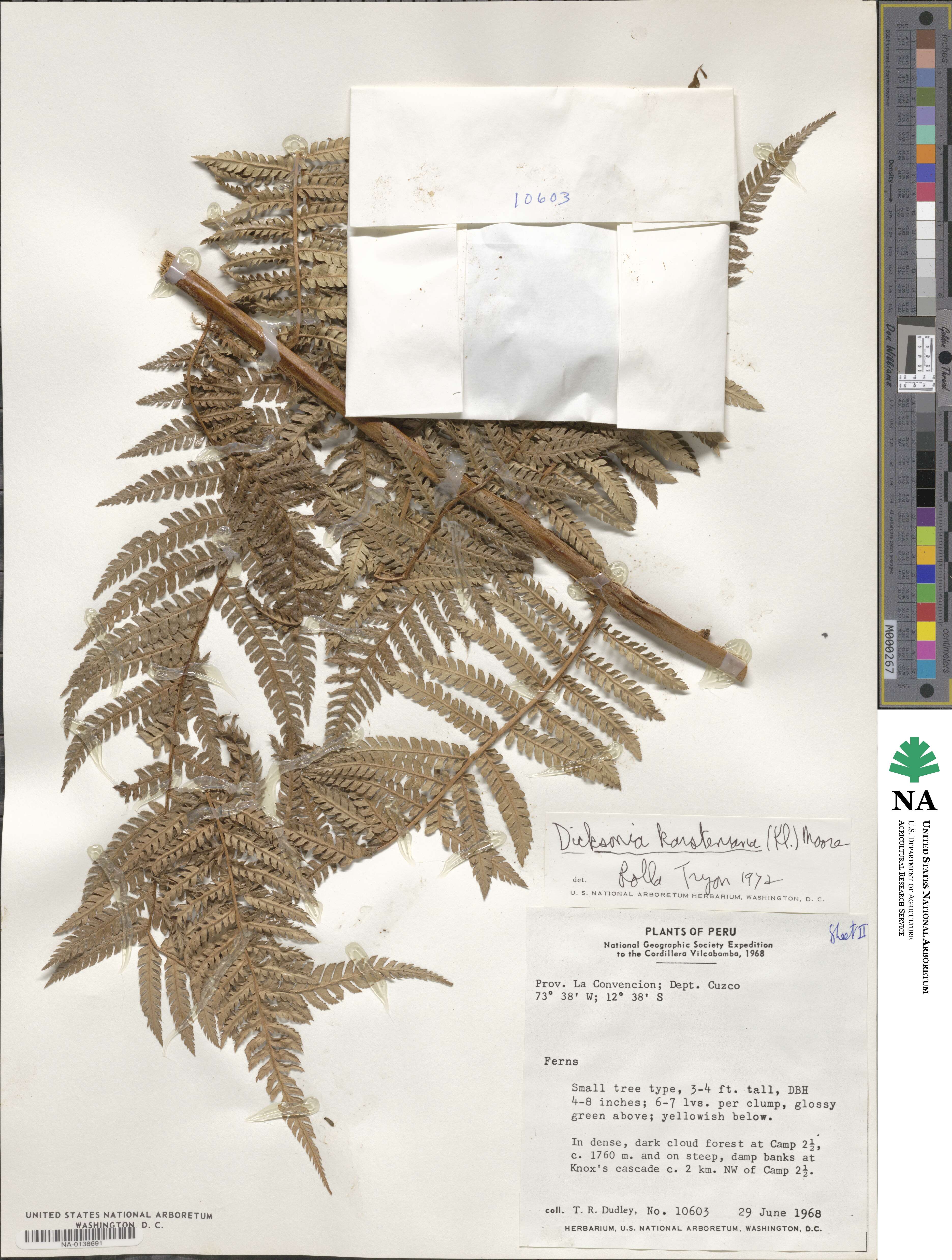 Dicksonia karsteniana image