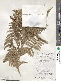 Dicksonia karsteniana image