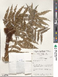 Dicksonia karsteniana image