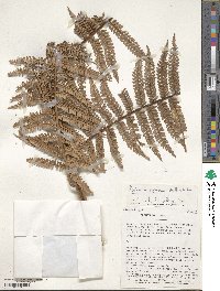 Dicksonia karsteniana image