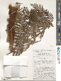 Dicksonia karsteniana var. spruceana image