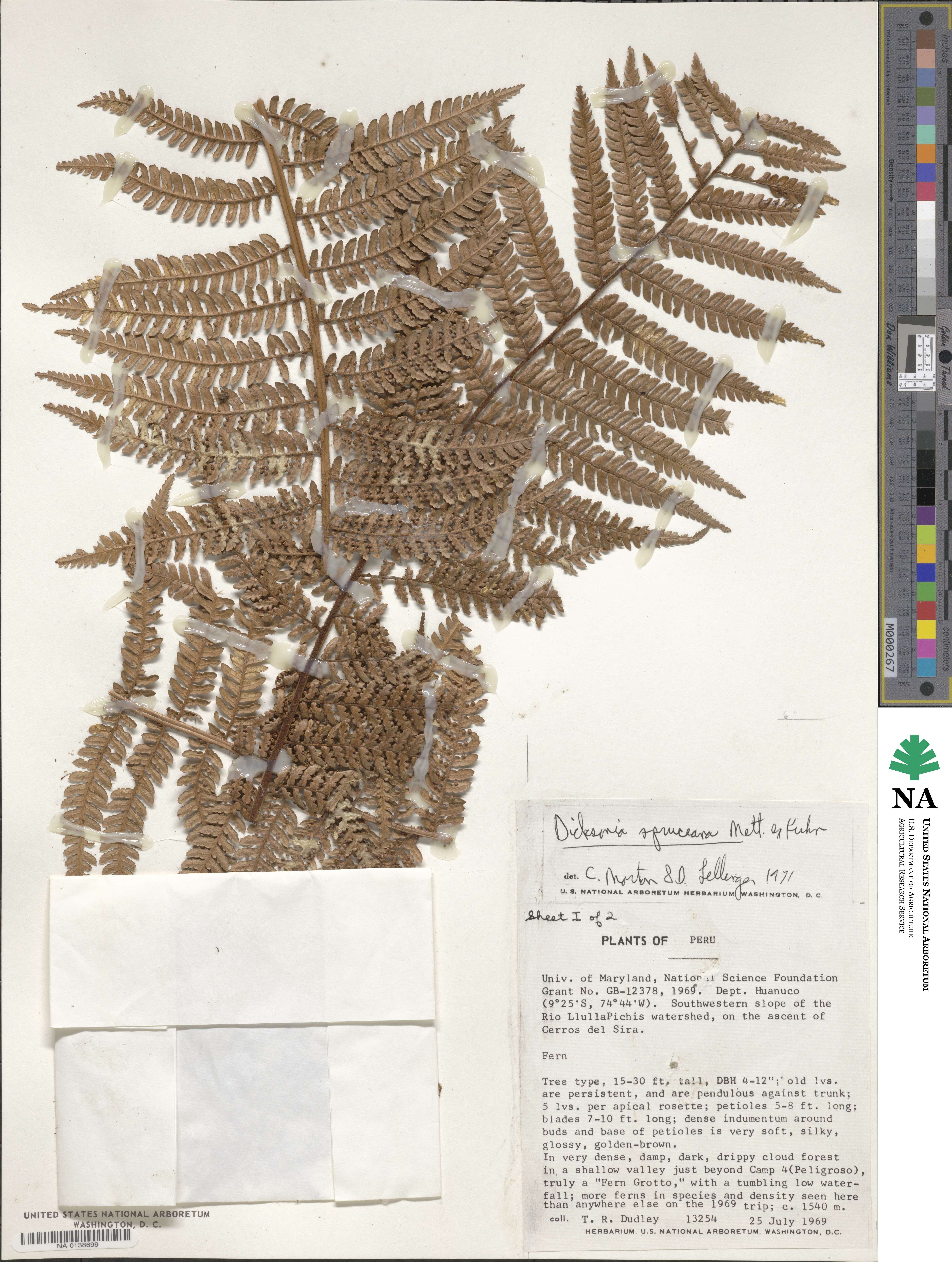 Dicksonia karsteniana image