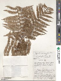 Dicksonia karsteniana image