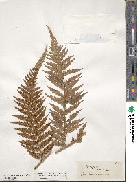 Dicksonia lanata image