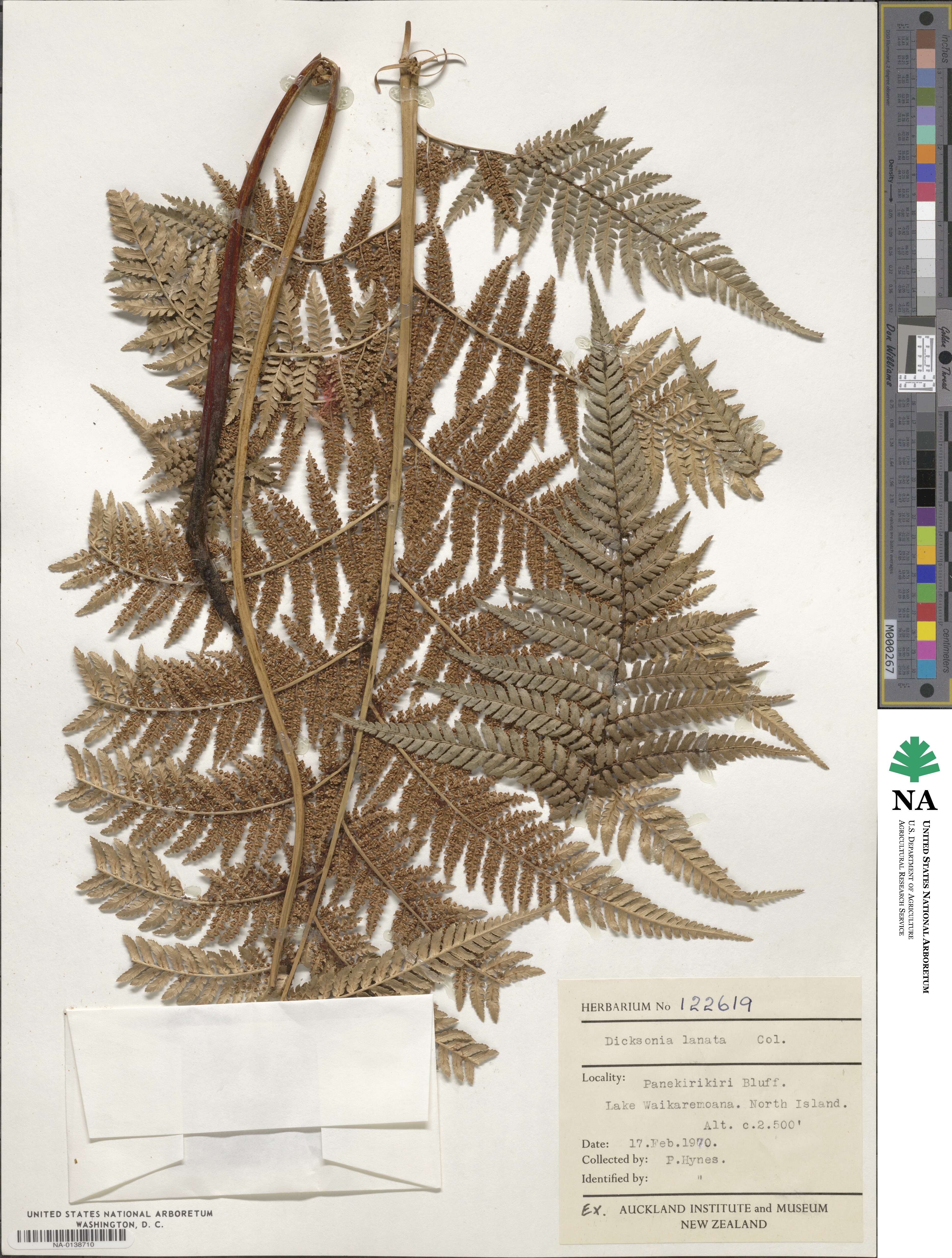 Dicksonia lanata image