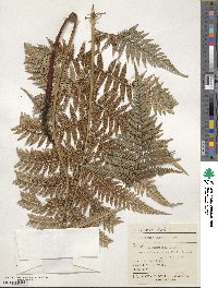 Dicksonia lanata image