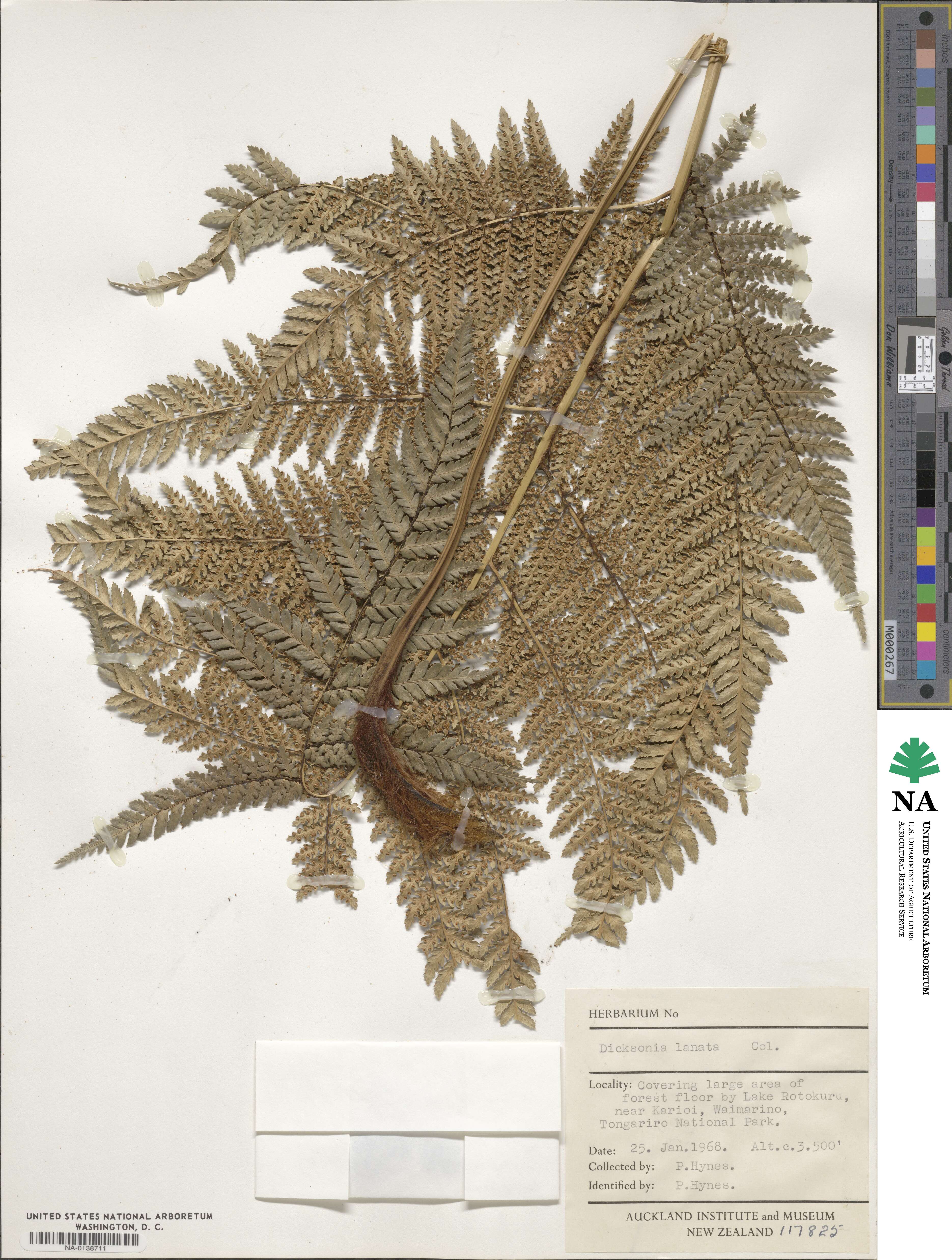 Dicksonia lanata image