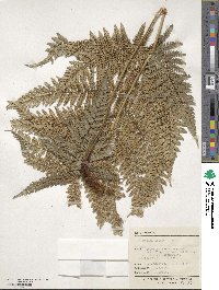 Dicksonia lanata image