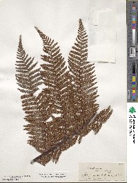 Dicksonia squarrosa image