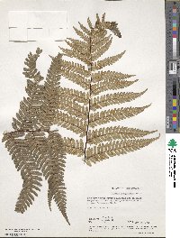 Dicksonia squarrosa image