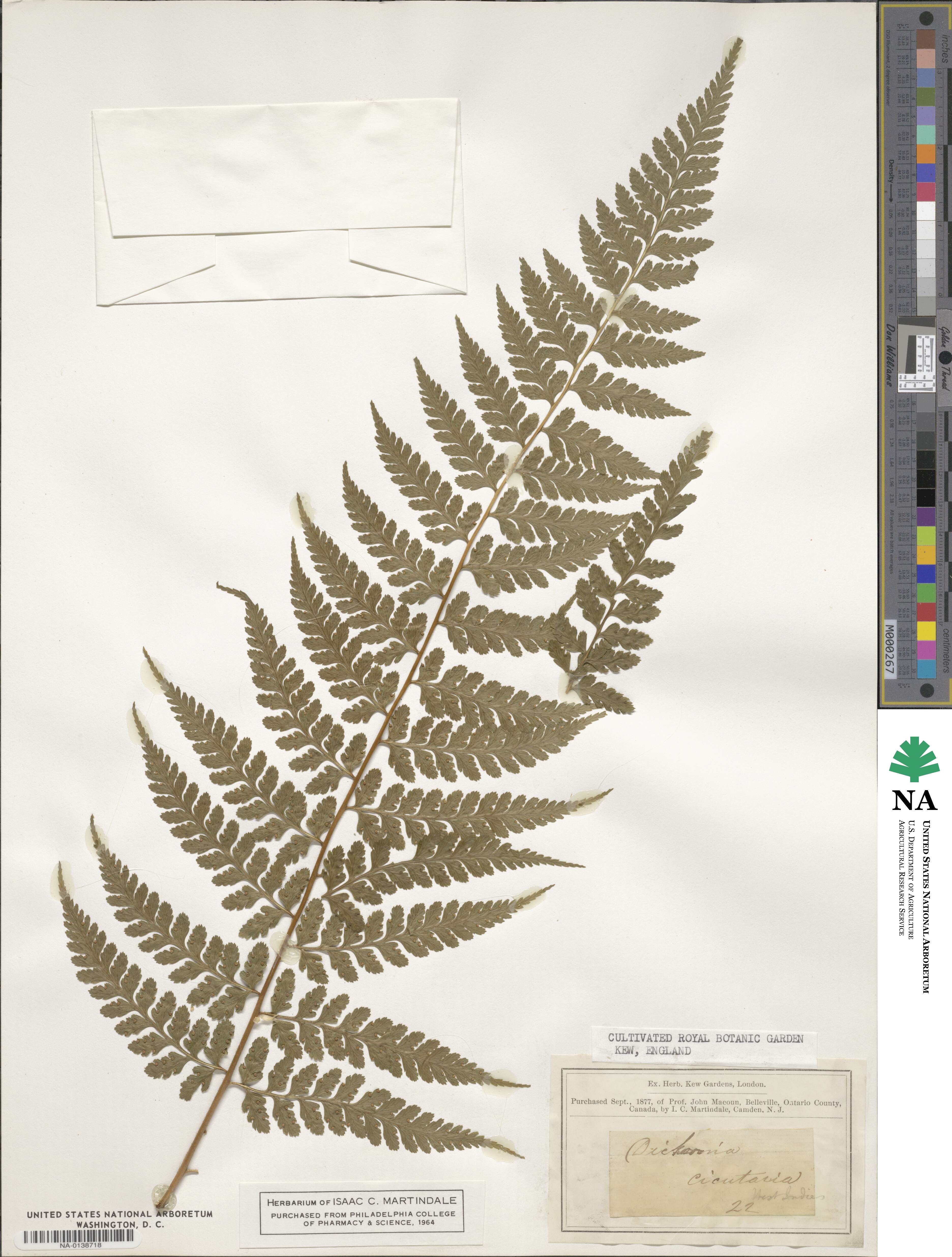 Dicksonia cicutaria image