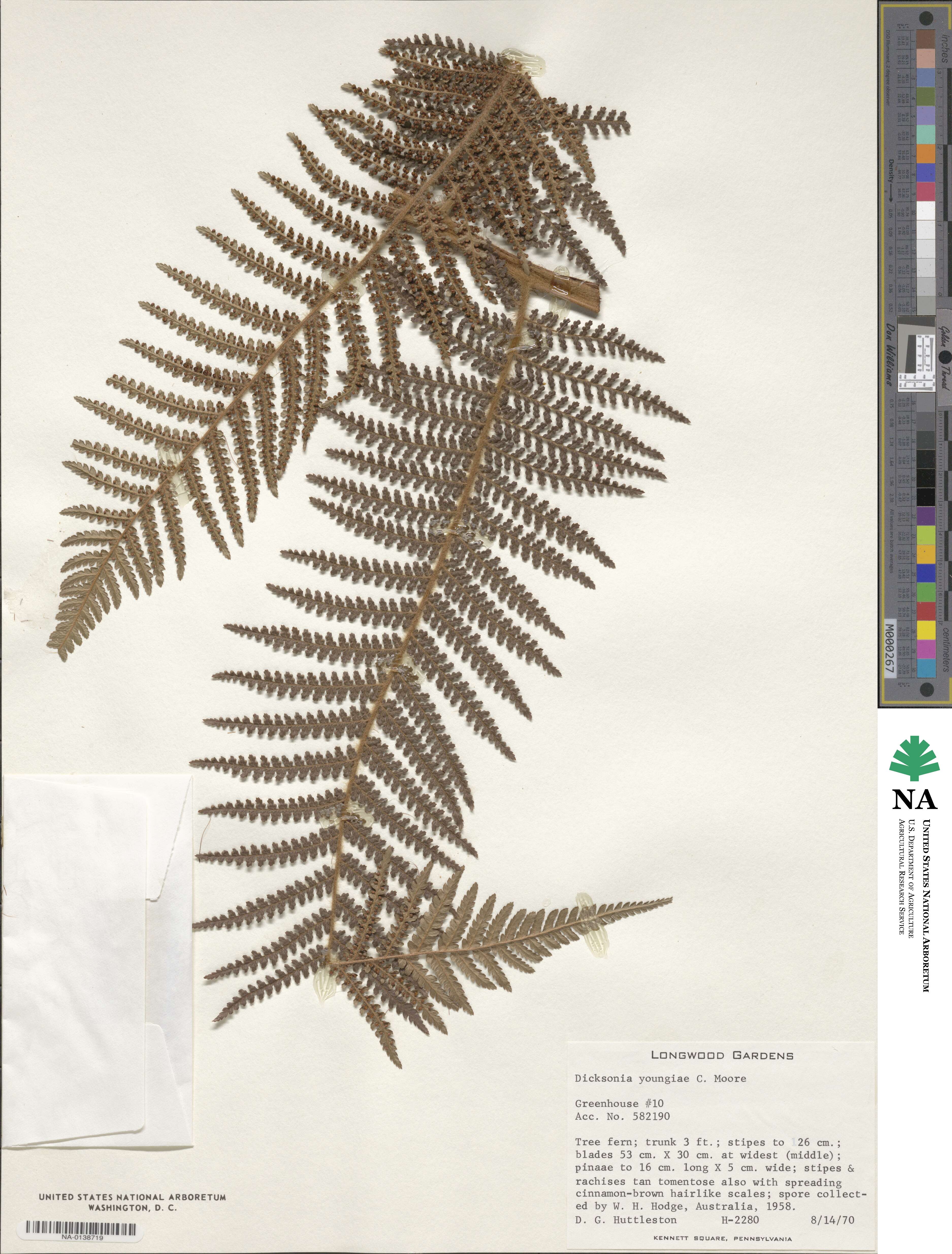 Dicksonia youngiae image