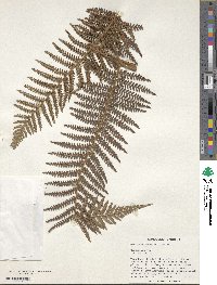 Image of Dicksonia youngiae