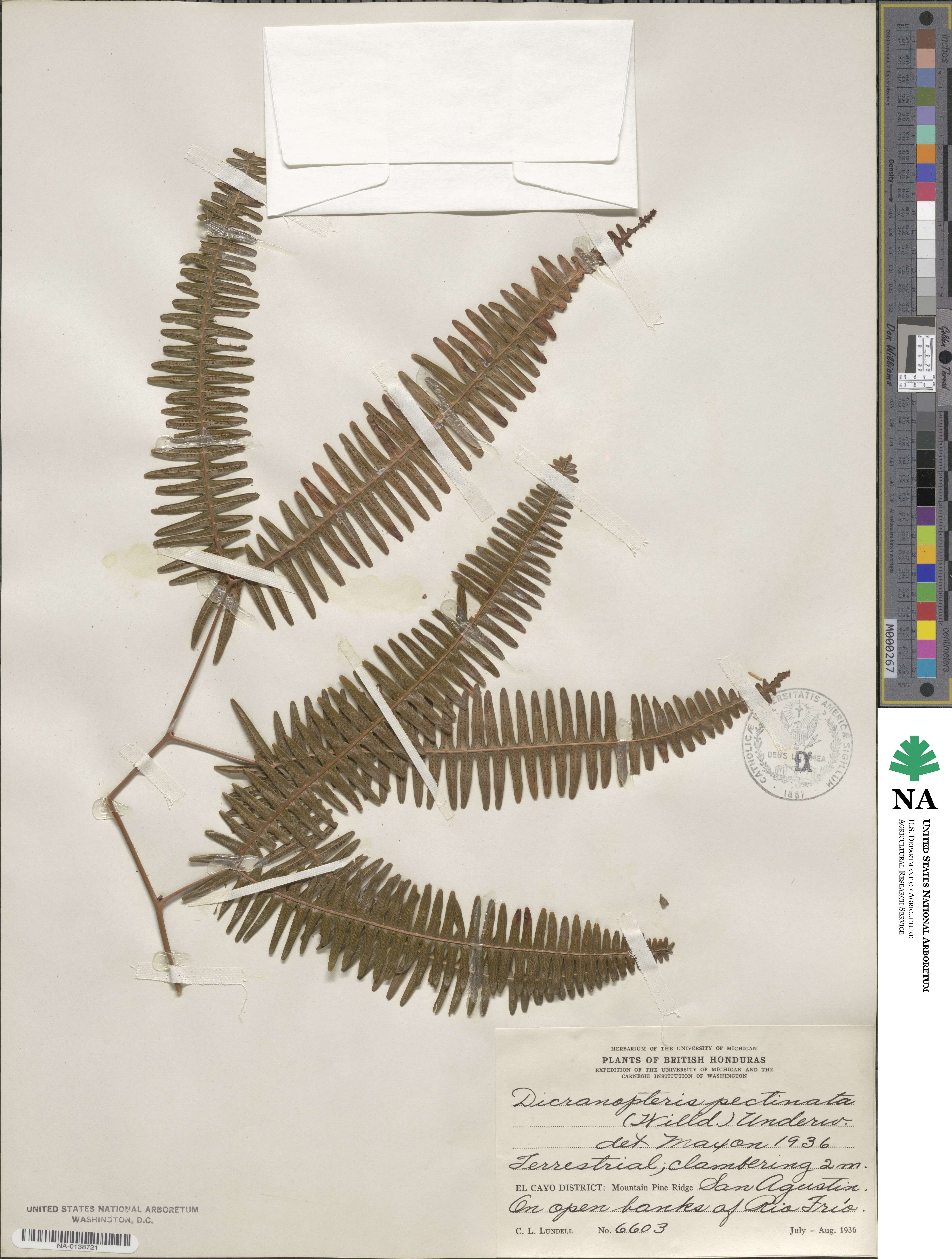 Gleichenella pectinata image