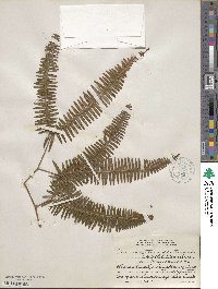 Gleichenella pectinata image