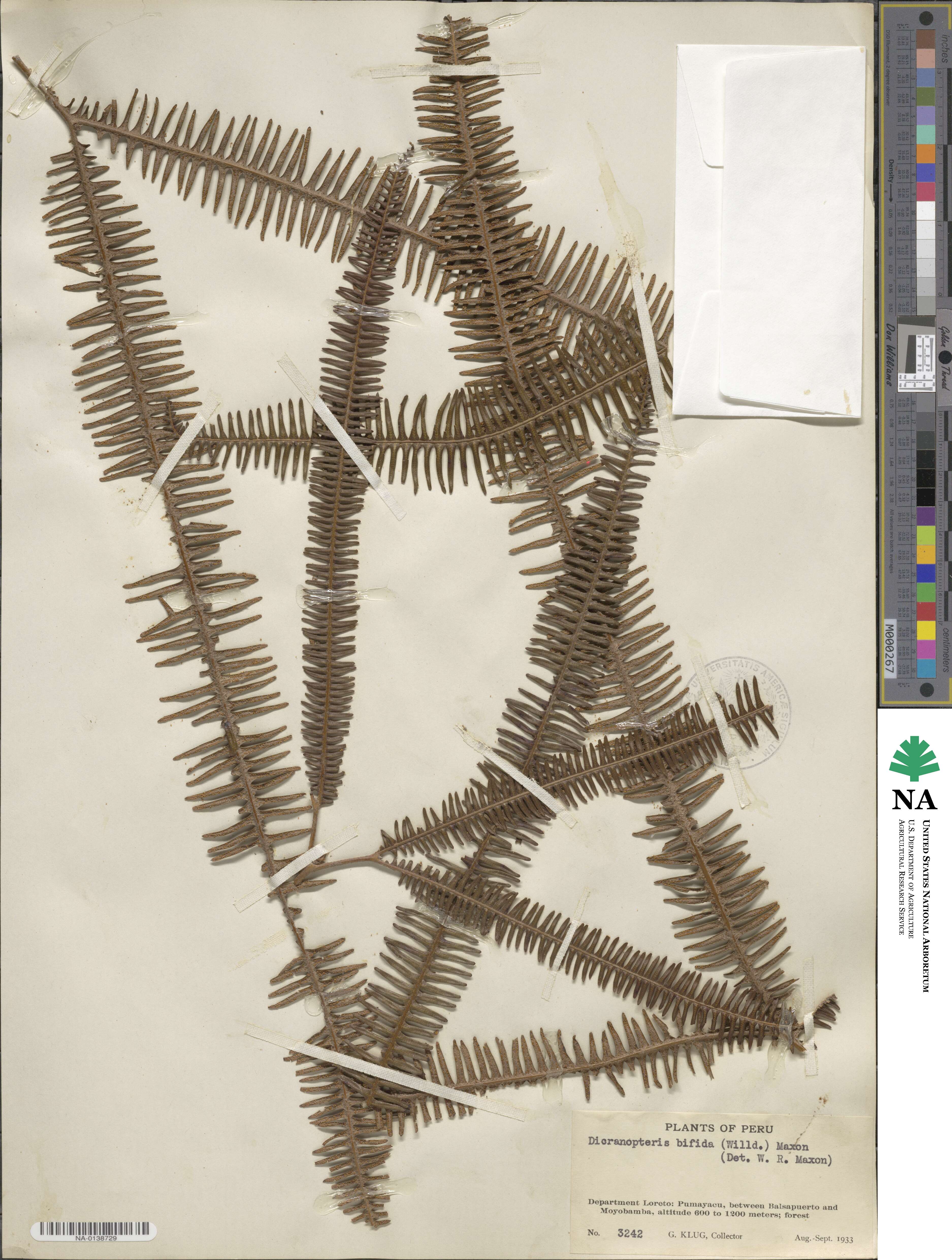 Sticherus bifidus image