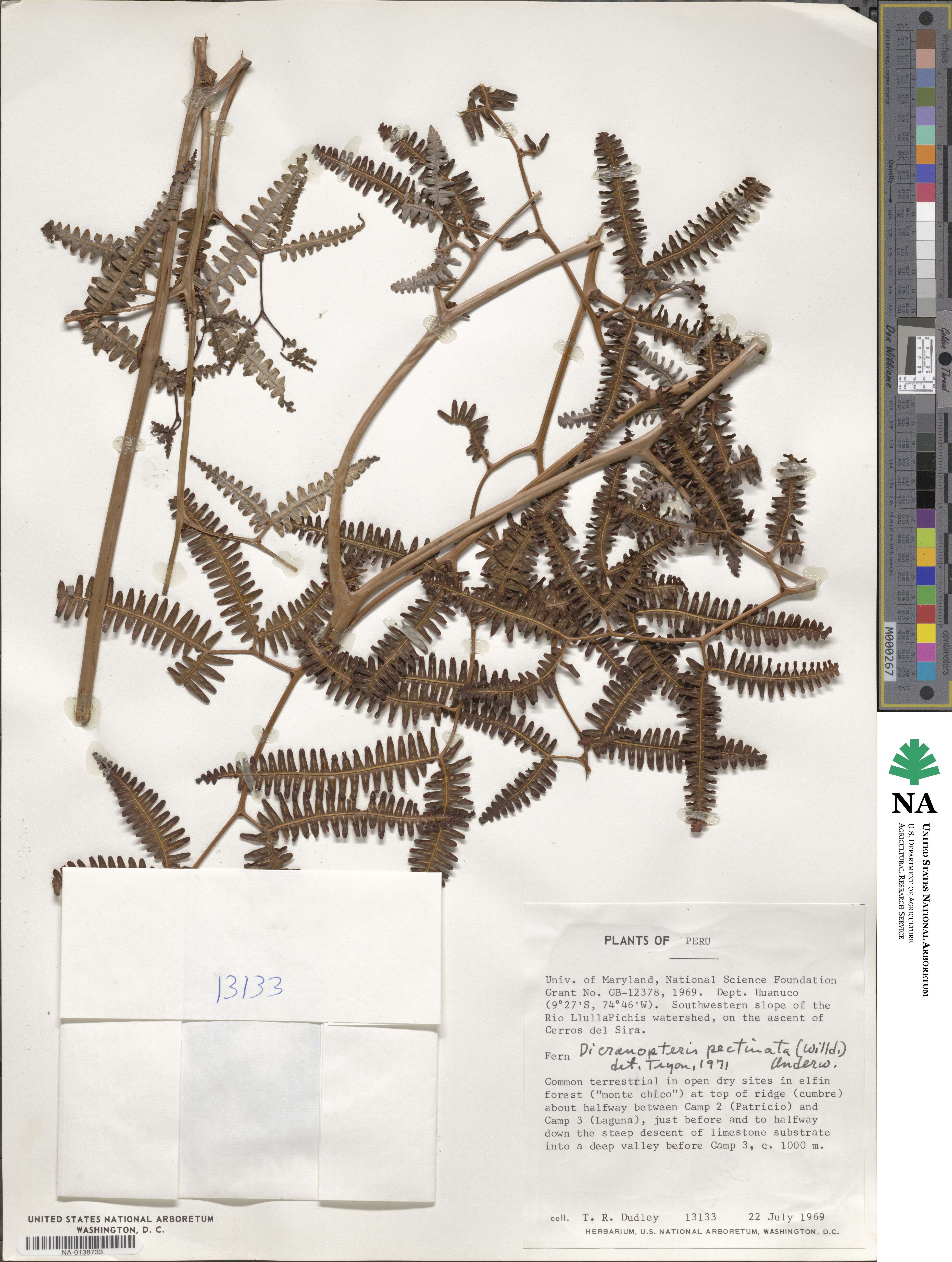 Gleichenella pectinata image