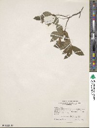 Rhododendron oblongifolium image