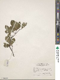 Rhododendron oblongifolium image