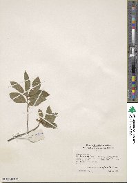 Rhododendron oblongifolium image