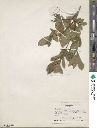 Rhododendron oblongifolium image