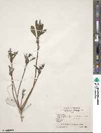 Rhododendron oblongifolium image